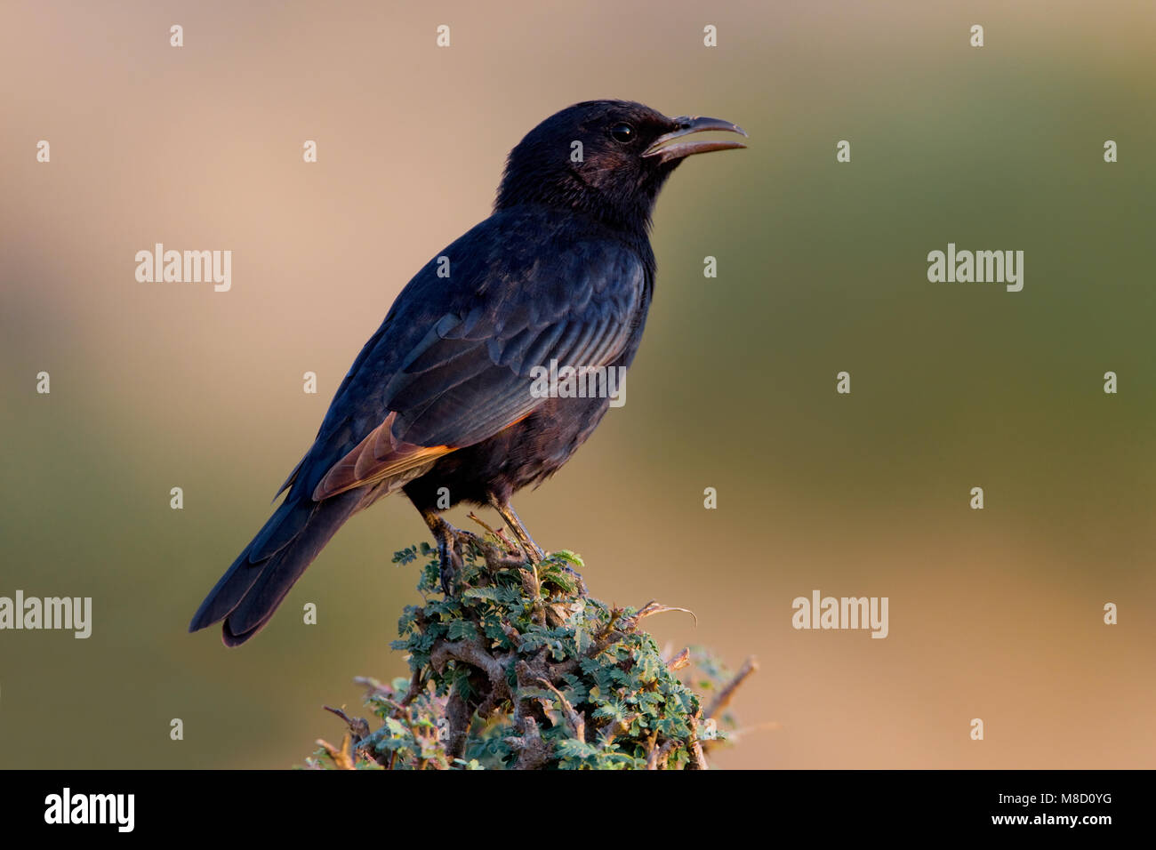 Mannetje Tristrams Spreeuw, Male Tristram's Starling Stock Photo