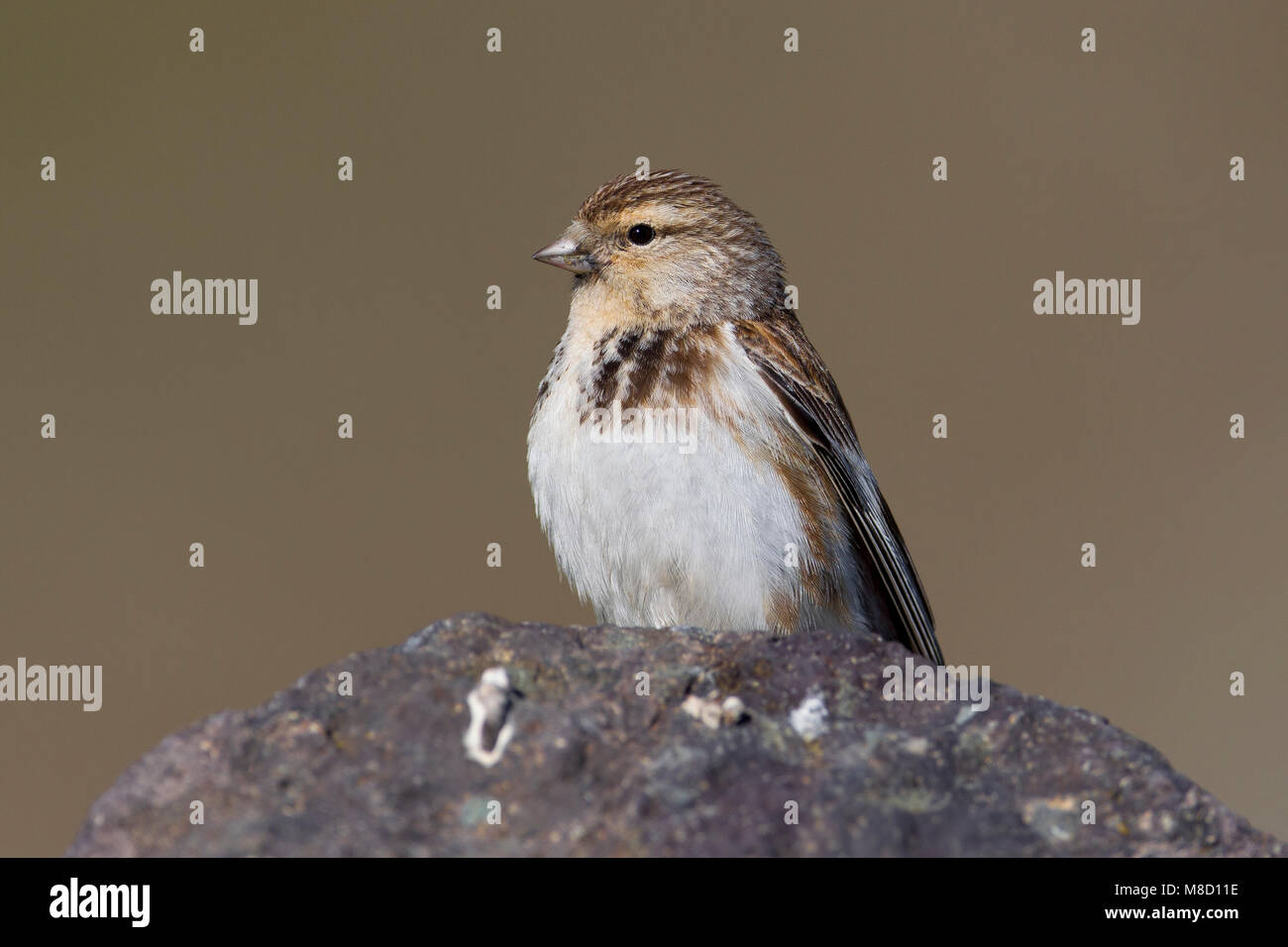 Frater op rots, Twite on rock Stock Photo