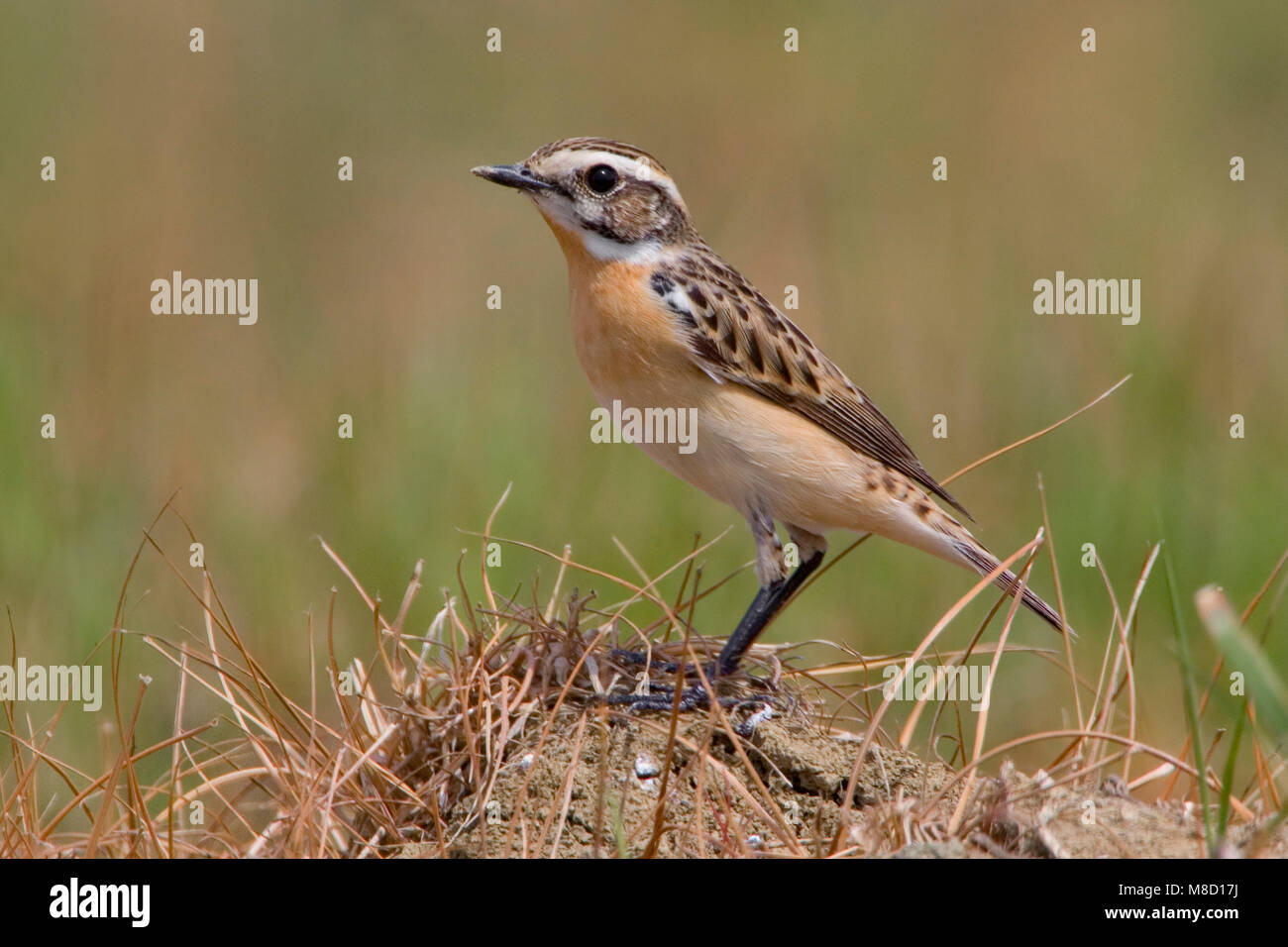Whinchat perched; Paapje zittend Stock Photo