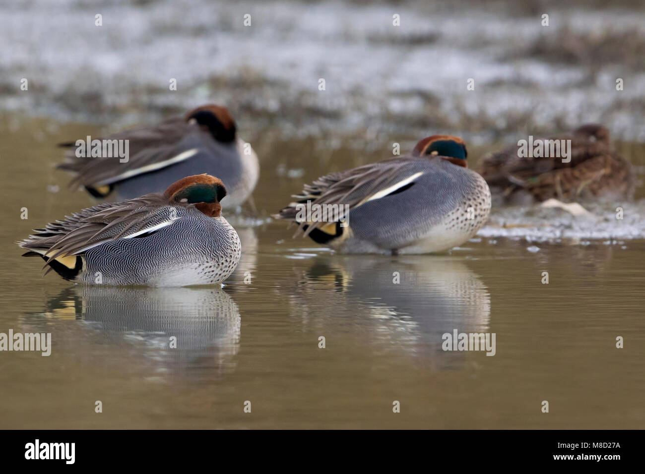 Mannetje Wintertaling, Male Common Teal Stock Photo