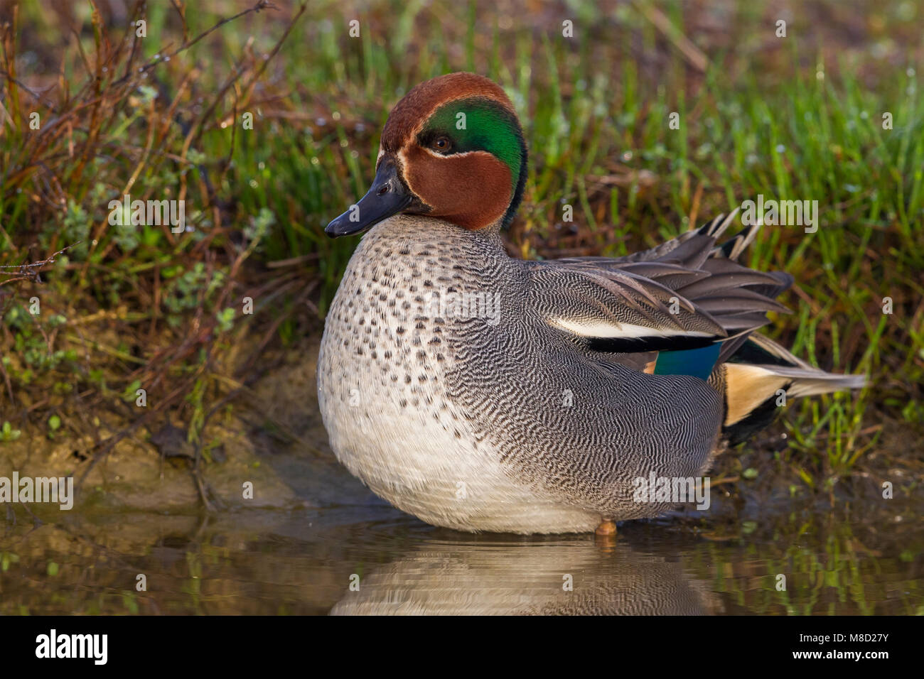 Mannetje Wintertaling, Male Common Teal Stock Photo
