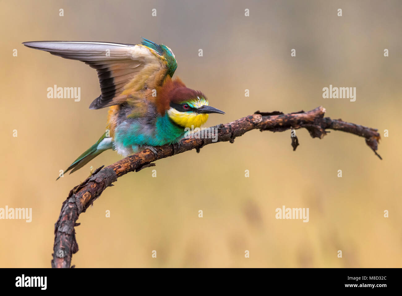 Bijeneter, European Bee-eater Stock Photo