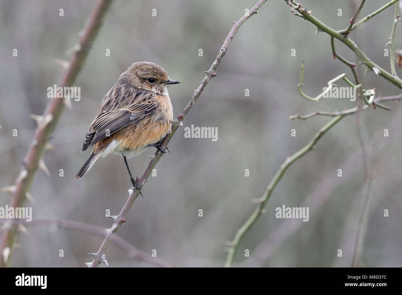 Winterplumage hi-res stock photography and images - Alamy