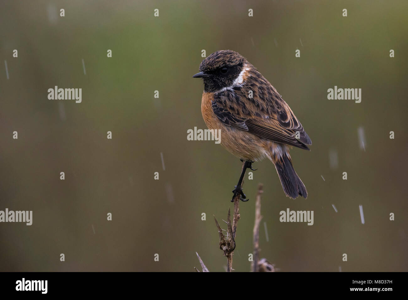 Winterplumage hi-res stock photography and images - Alamy