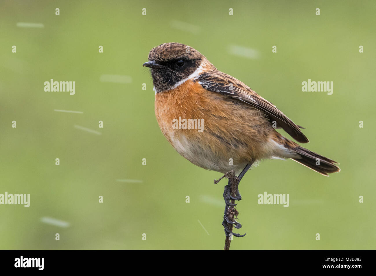 Winterplumage hi-res stock photography and images - Alamy