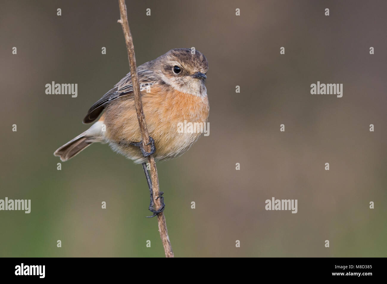 Winterplumage High Resolution Stock Photography and Images - Alamy