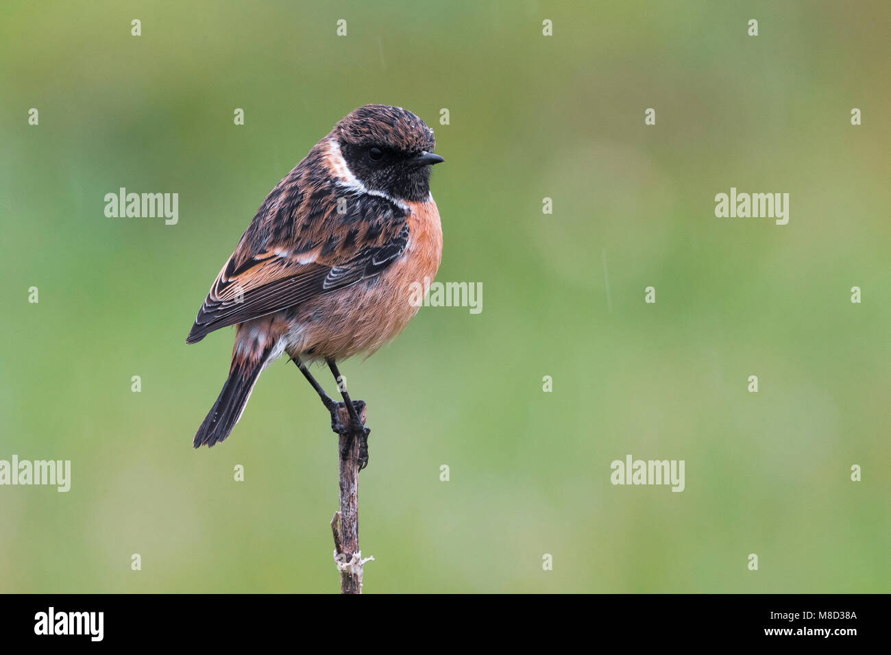 Winterkleed Roodborsttapuit; European Stonechat winterplumage Stock ...