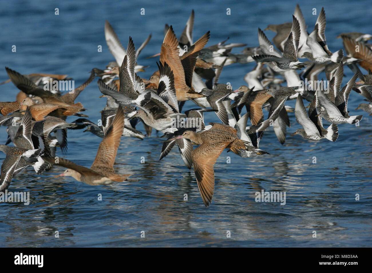 Marbled Godwits, Surfbirds & Willets Los Angeles Co., CA March 2009 Stock Photo