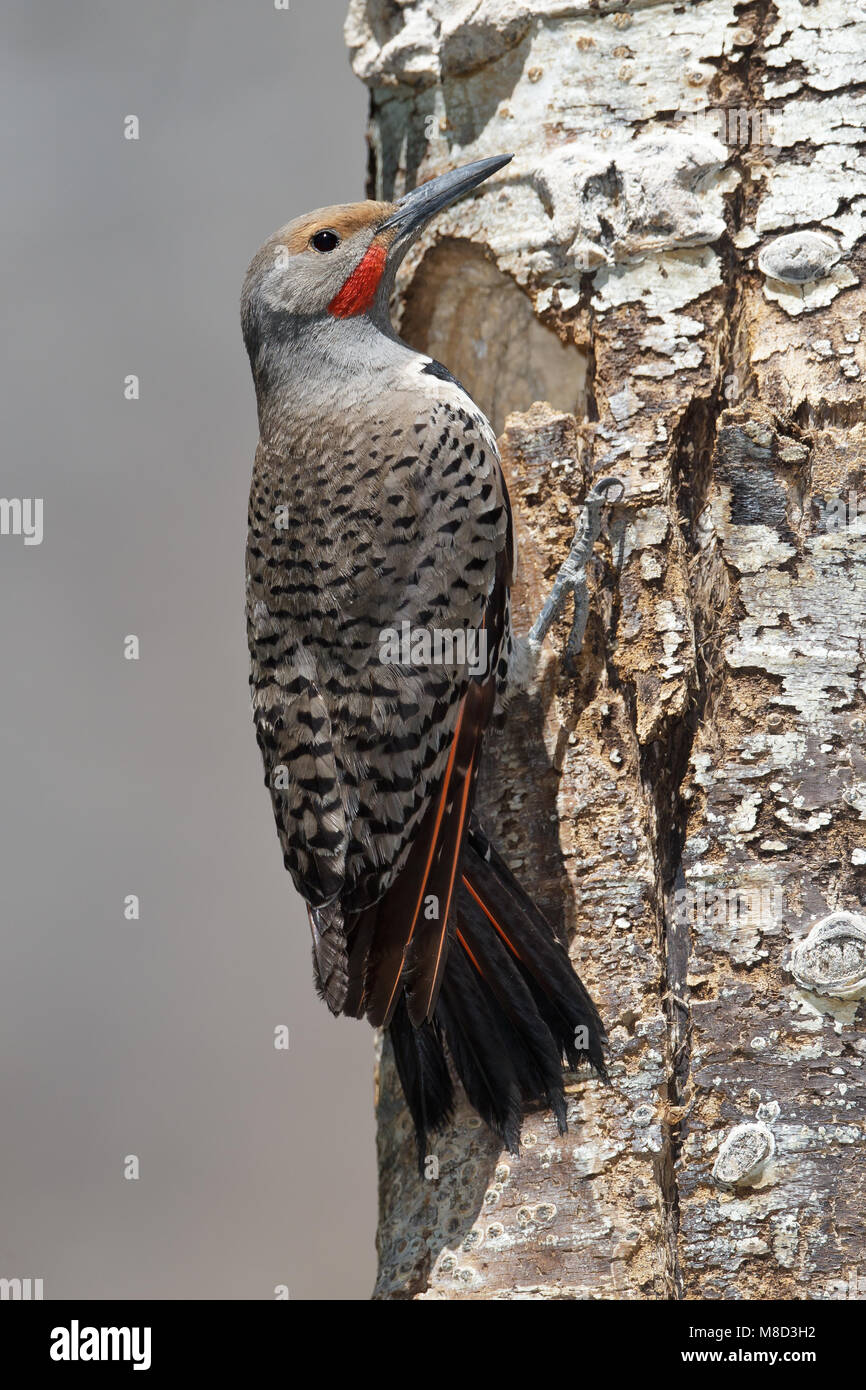Mannetje Goudspecht hakt nesthol, Male Northern Flicker red-shafted morph making nesting hole Stock Photo