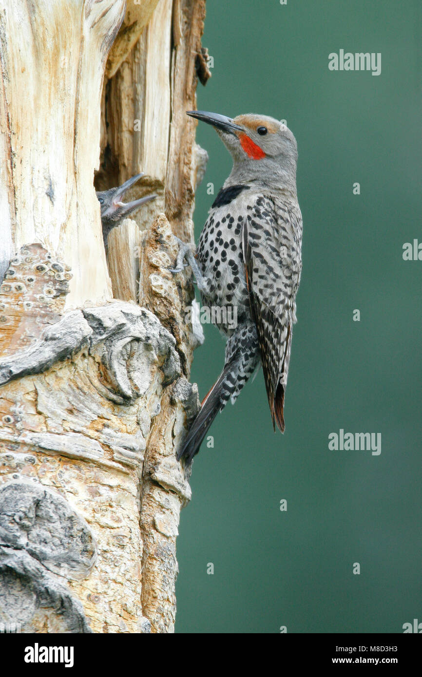 Mannetje Goudspecht met jong, Male Northern Flicker red-shafted morph with jong Stock Photo