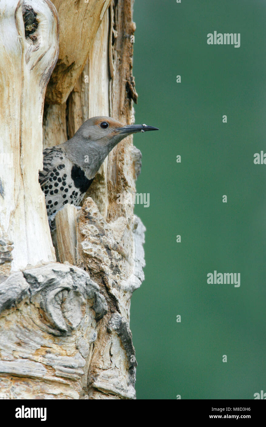 Vrouwtje Goudspecht in nesthol, Female Northern Flicker at nest entrance Stock Photo