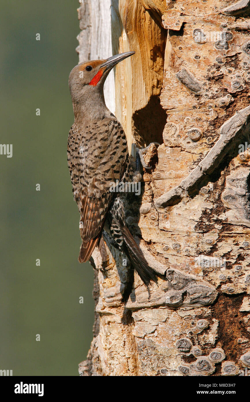 Mannetje Goudspecht, Male Northern Flicker red-shafted morph Stock Photo