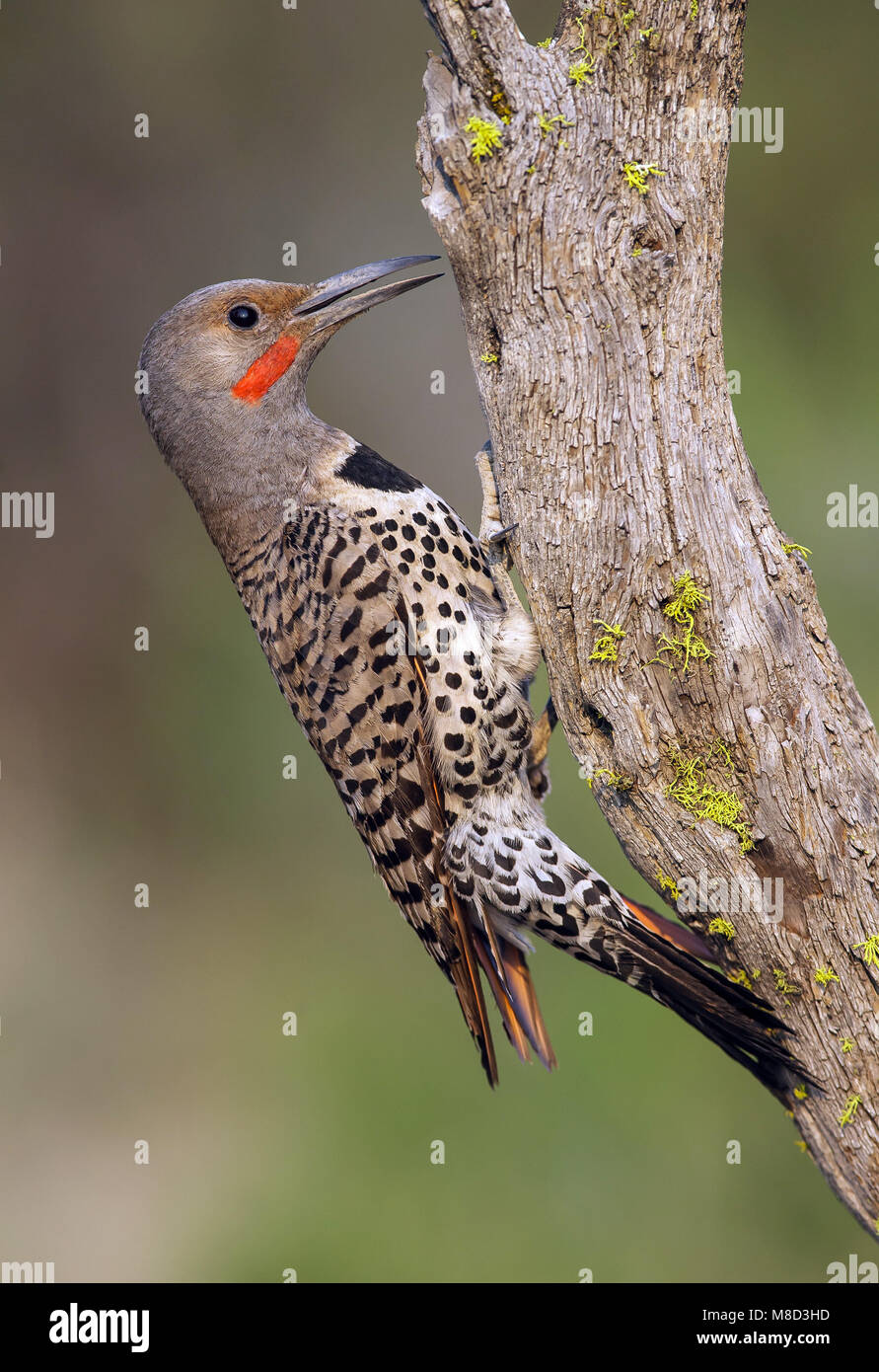 Mannetje Goudspecht, Male Northern Flicker red-shafted morph Stock Photo