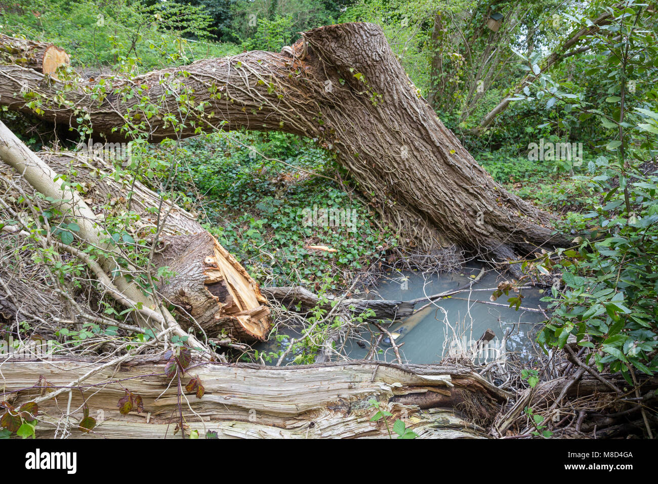 Tree Blown Over Stock Photos & Tree Blown Over Stock Images Alamy