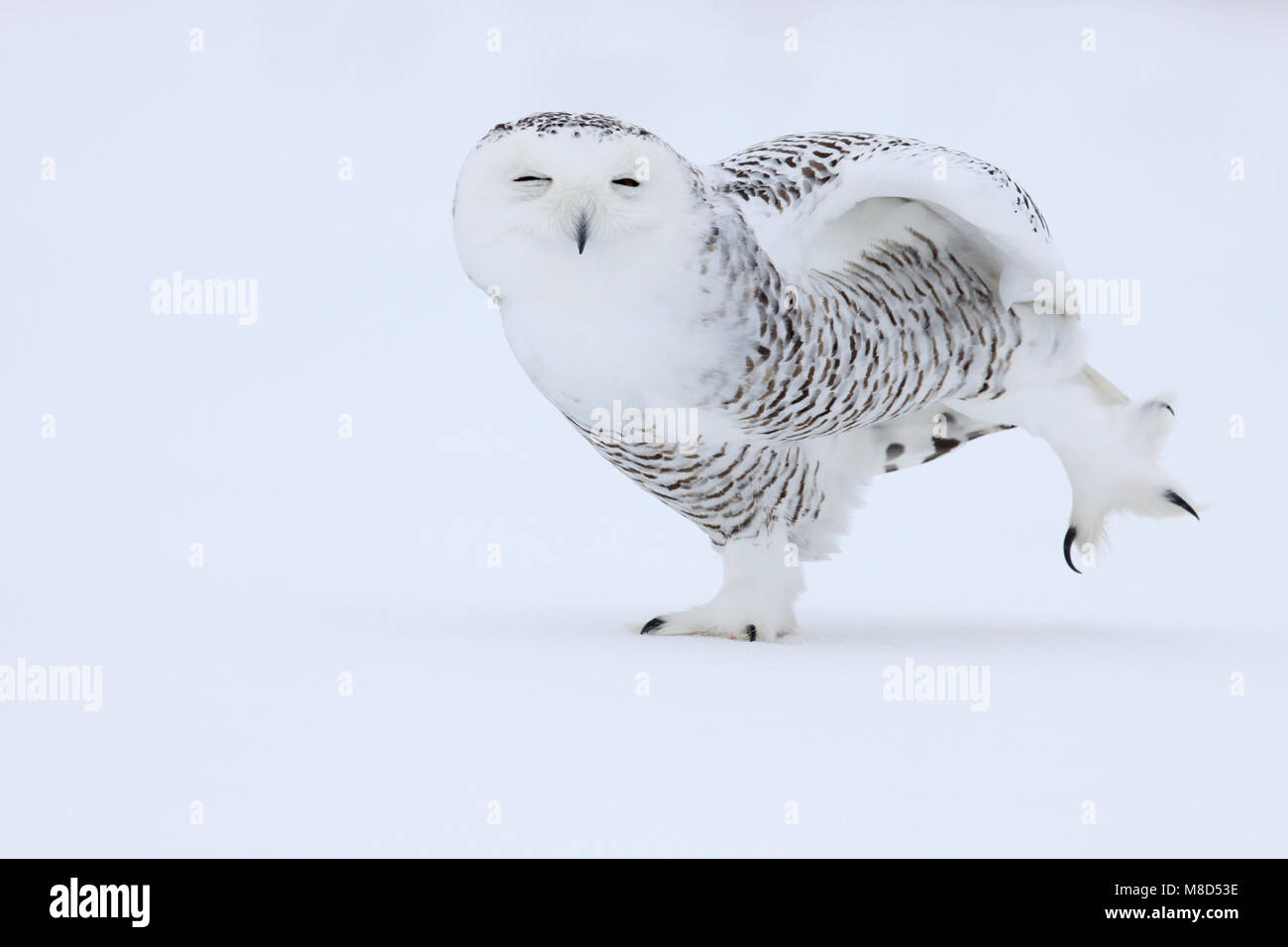 Sneeuwuil poot optillend in sneeuw; Snowy Owl one leg raising in snow Stock  Photo - Alamy