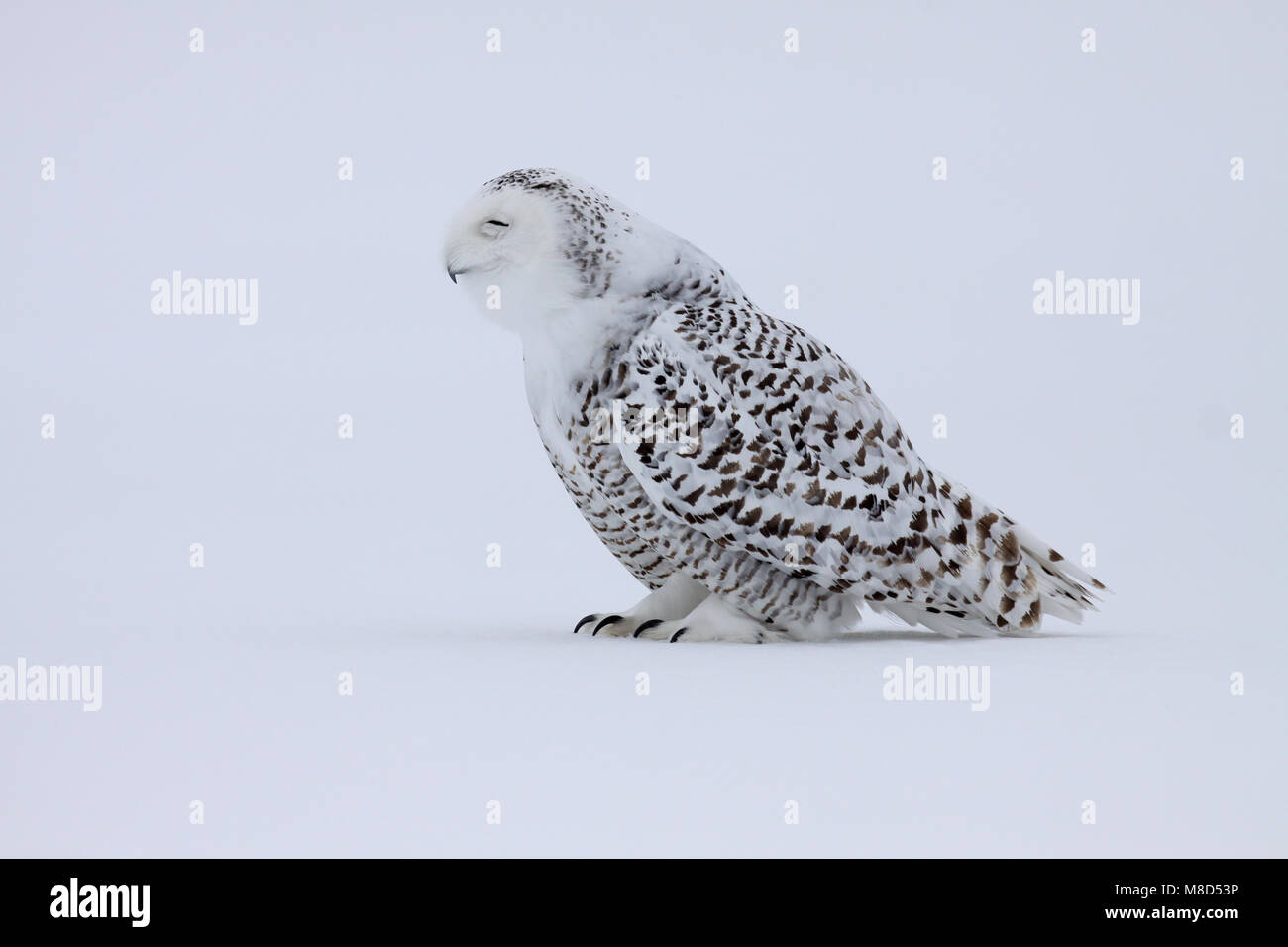 Braakbal hires stock photography and images Alamy