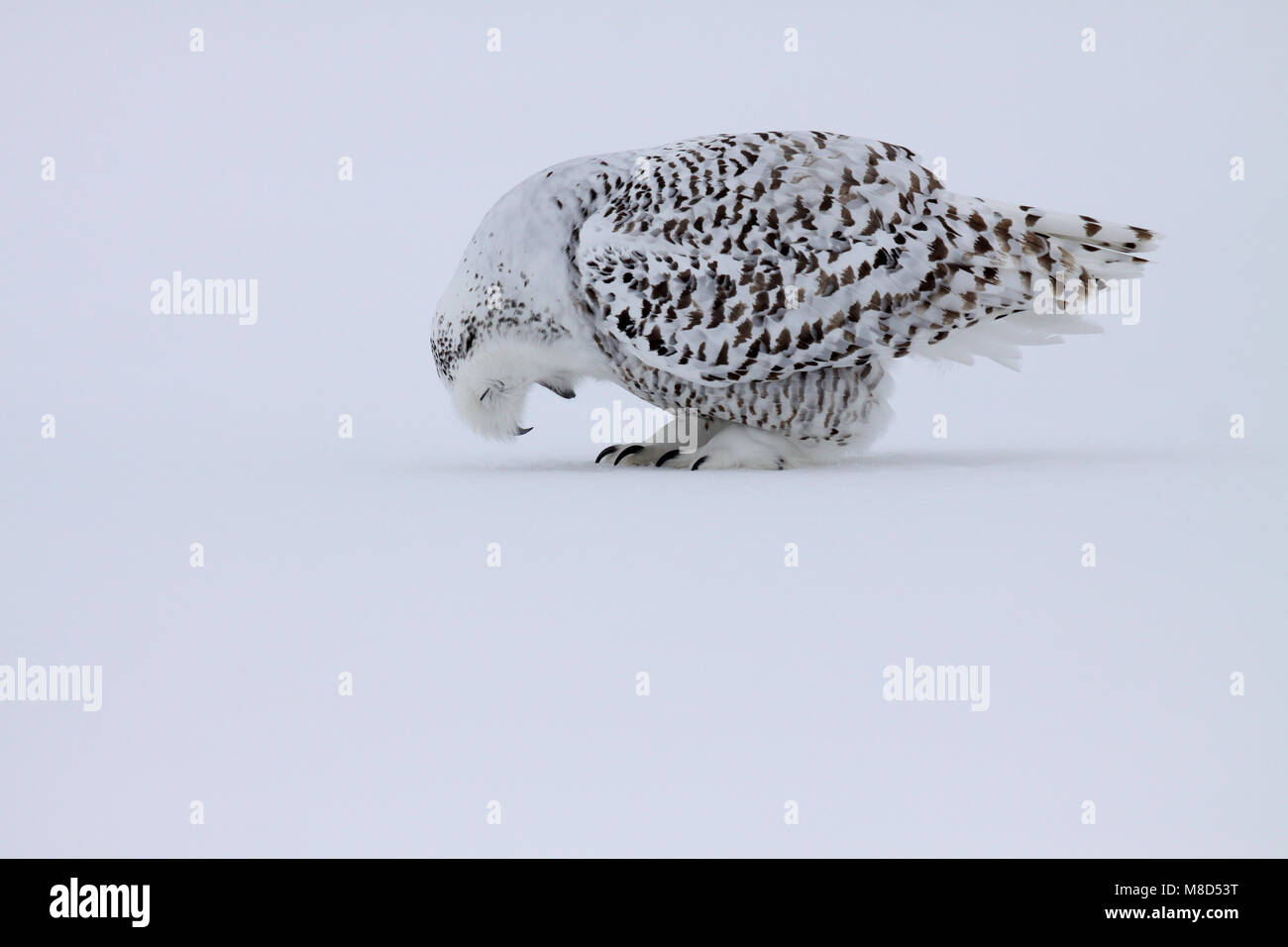 Sneeuwuil brakend een braakbal; Snowy Owl throwing up pellet Stock