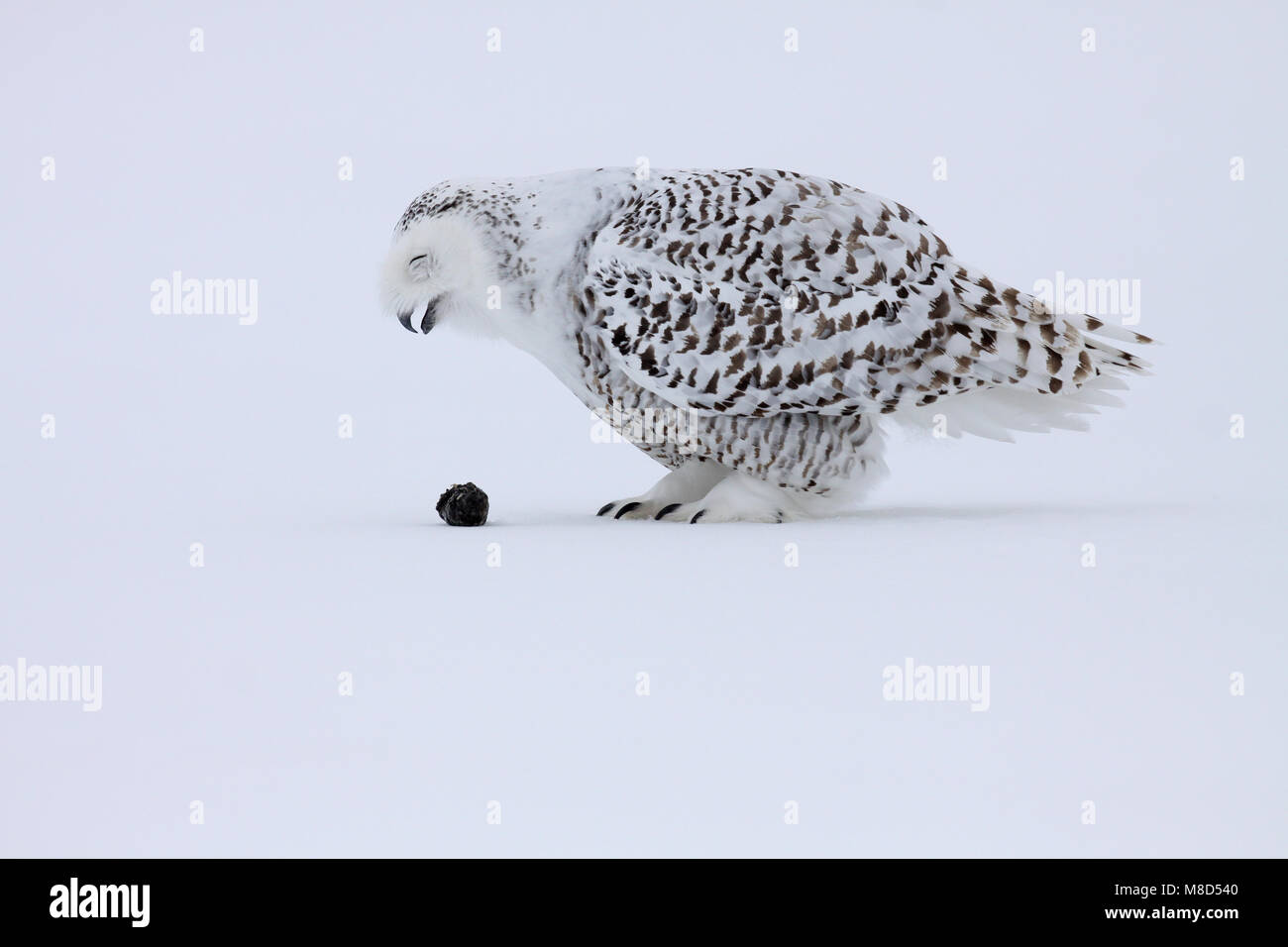 Sneeuwuil brakend een braakbal; Snowy Owl throwing up pellet Stock Photo