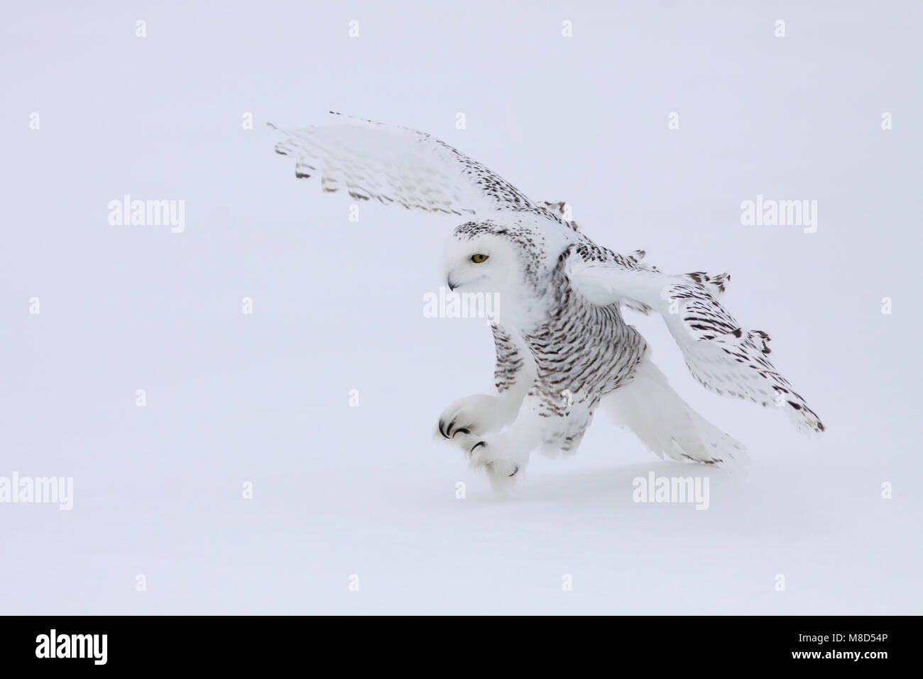 Sneeuwuil landend op sneeuw; Snowy Owl landing on snow Stock Photo - Alamy