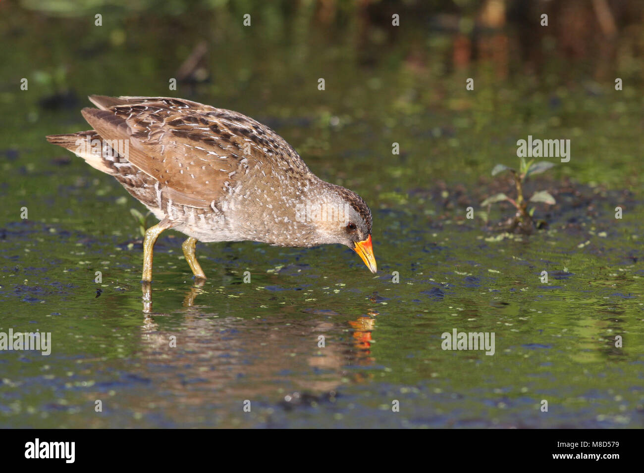 Porseleinhoen volwassen foeragerend in moeras; Spotted Crake adult feeding in marsh Stock Photo