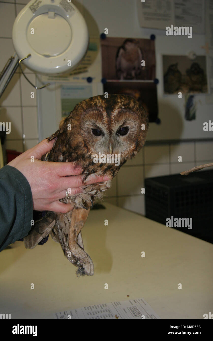 Bosuil in gevangenschap; Tawny Owl captivity Stock Photo