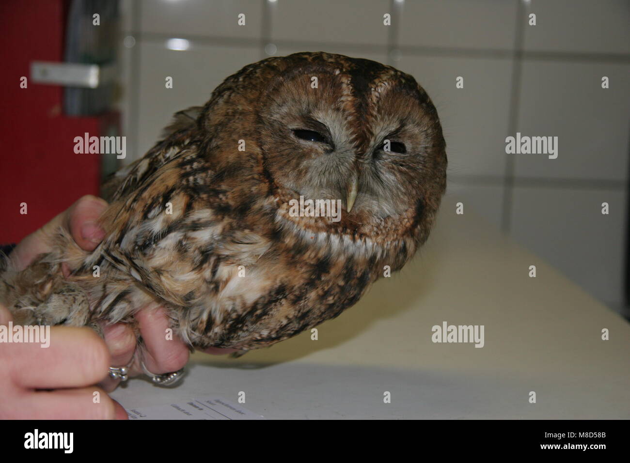 Bosuil in gevangenschap; Tawny Owl captivity Stock Photo