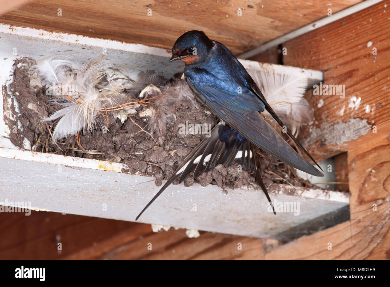 Boerenzwaluw nestelend in schuur; Barn Swallow nesting in barn Stock Photo