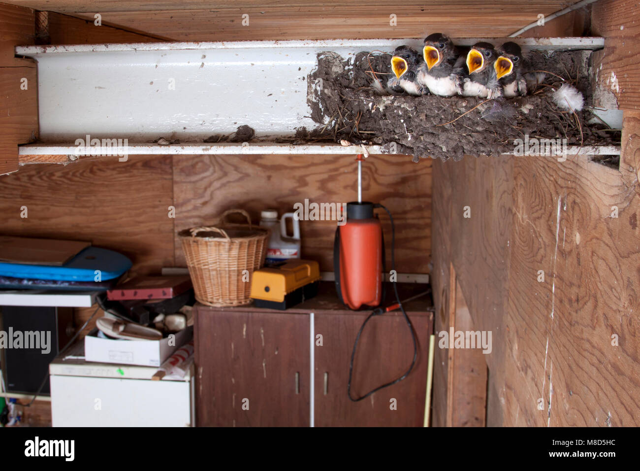 Boerenzwaluw jongen roepend in nest in schuur; Barn Swallow chicks calling in nest in barn Stock Photo
