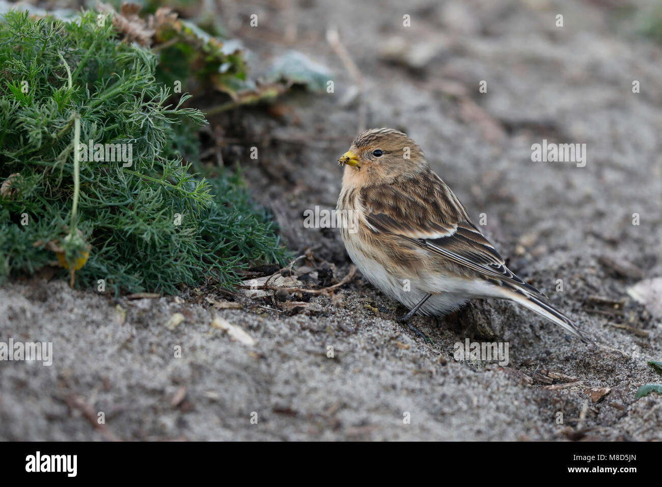 Bird image from Chris van Rijswijk Stock Photo