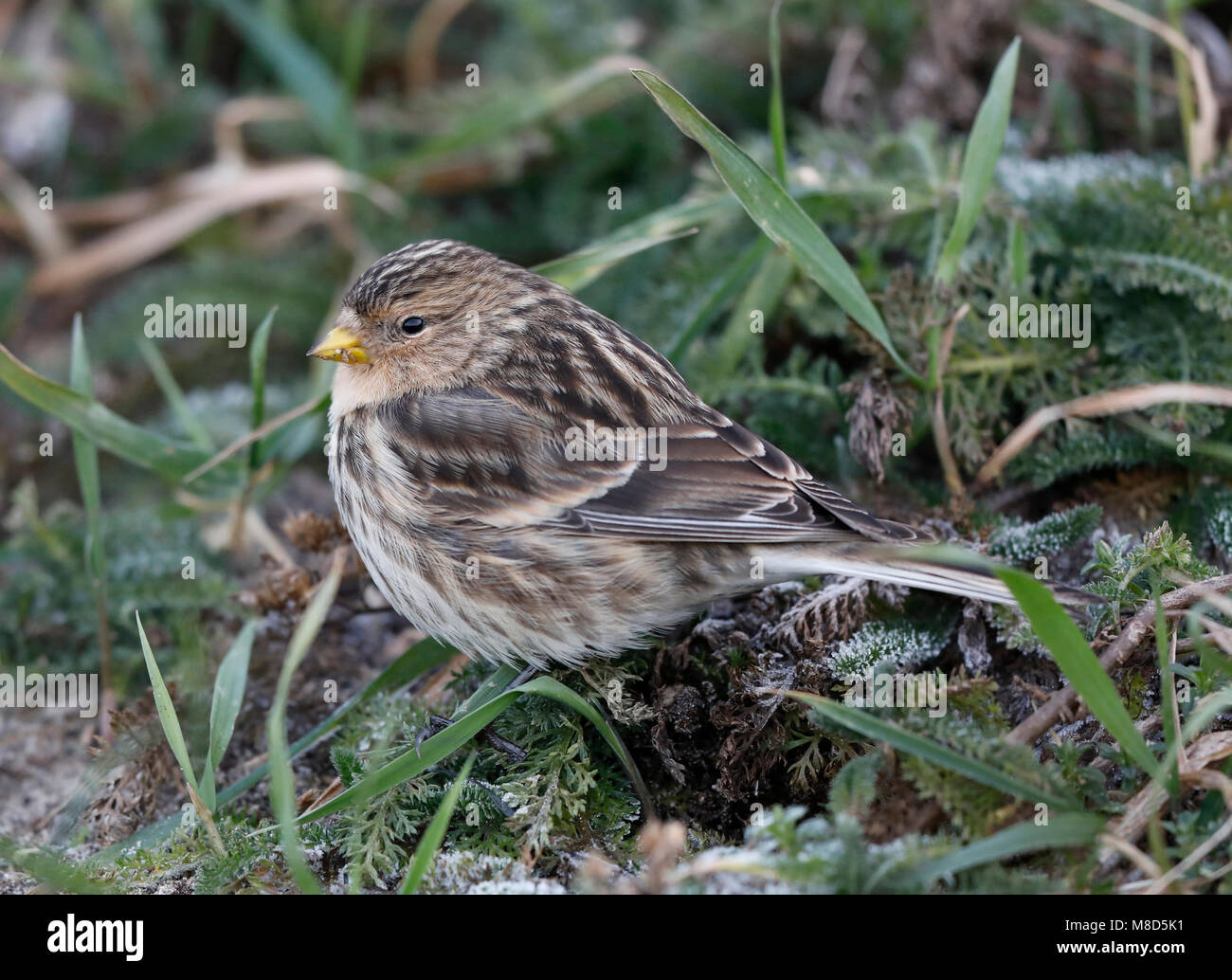 bird image by Chris van Rijswijk Stock Photo