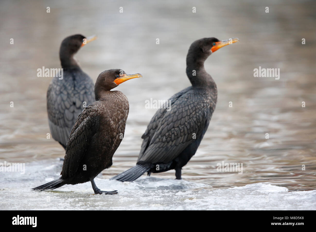 Geoorde Aalscholver; Double-crested Cormorant; Phalacrocorax auritus Stock Photo