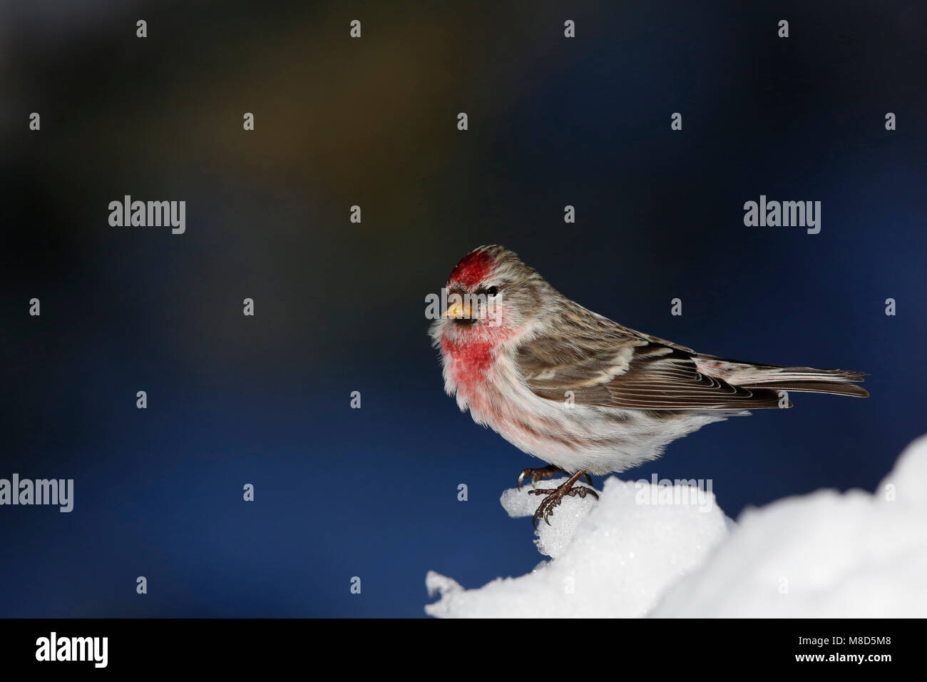 Grote Barmsijs in de sneeuw; Mealy Redpoll in the snow Stock Photo