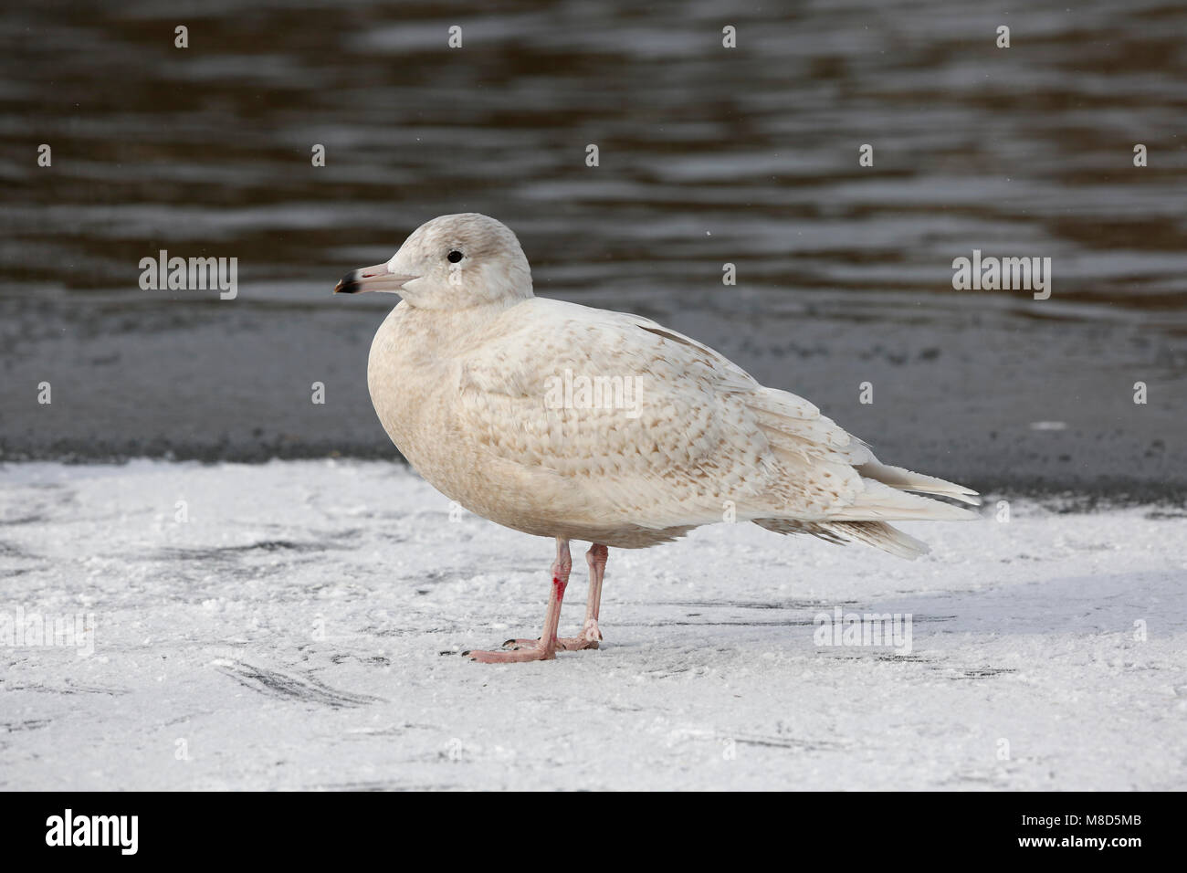 Bird image from Chris van Rijswijk Stock Photo