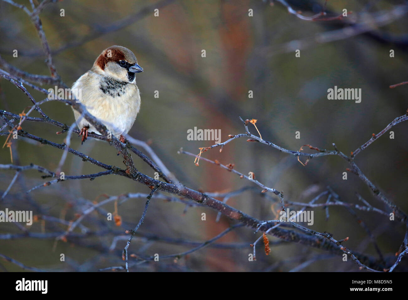Man huismus; Male House Sparrow Stock Photo