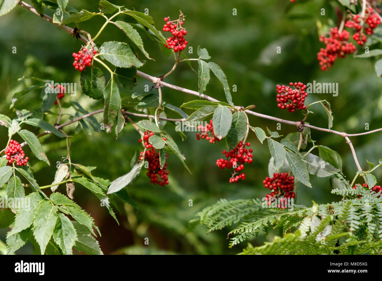 red berries plant detail Stock Photo