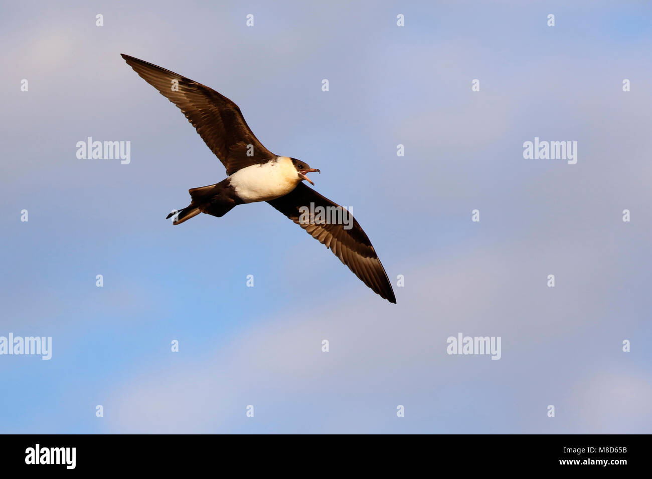 Vliegende Middelste Jager; Flying Pomarine Skua Stock Photo