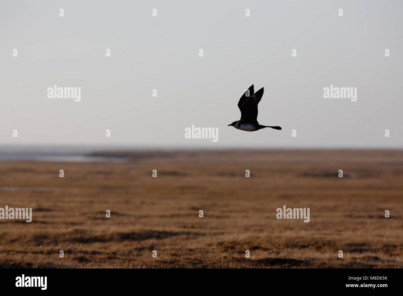 Vliegende Middelste Jager; Flying Pomarine Skua Stock Photo