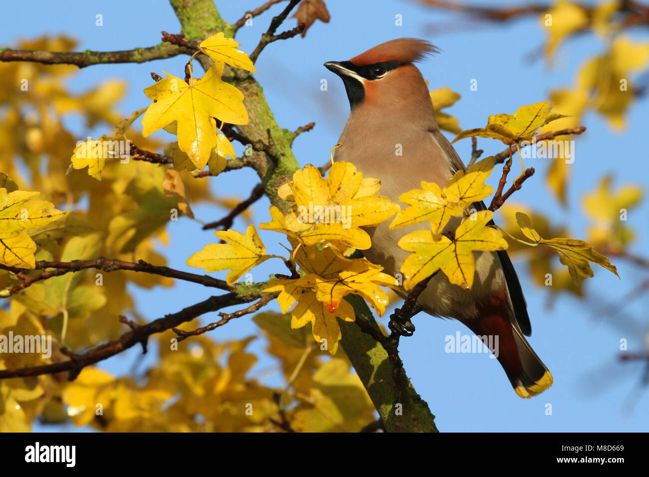 Pestvogel zittend in boom tijdens herfst; Bohemian Waxwing perched in tree during autumn Stock Photo