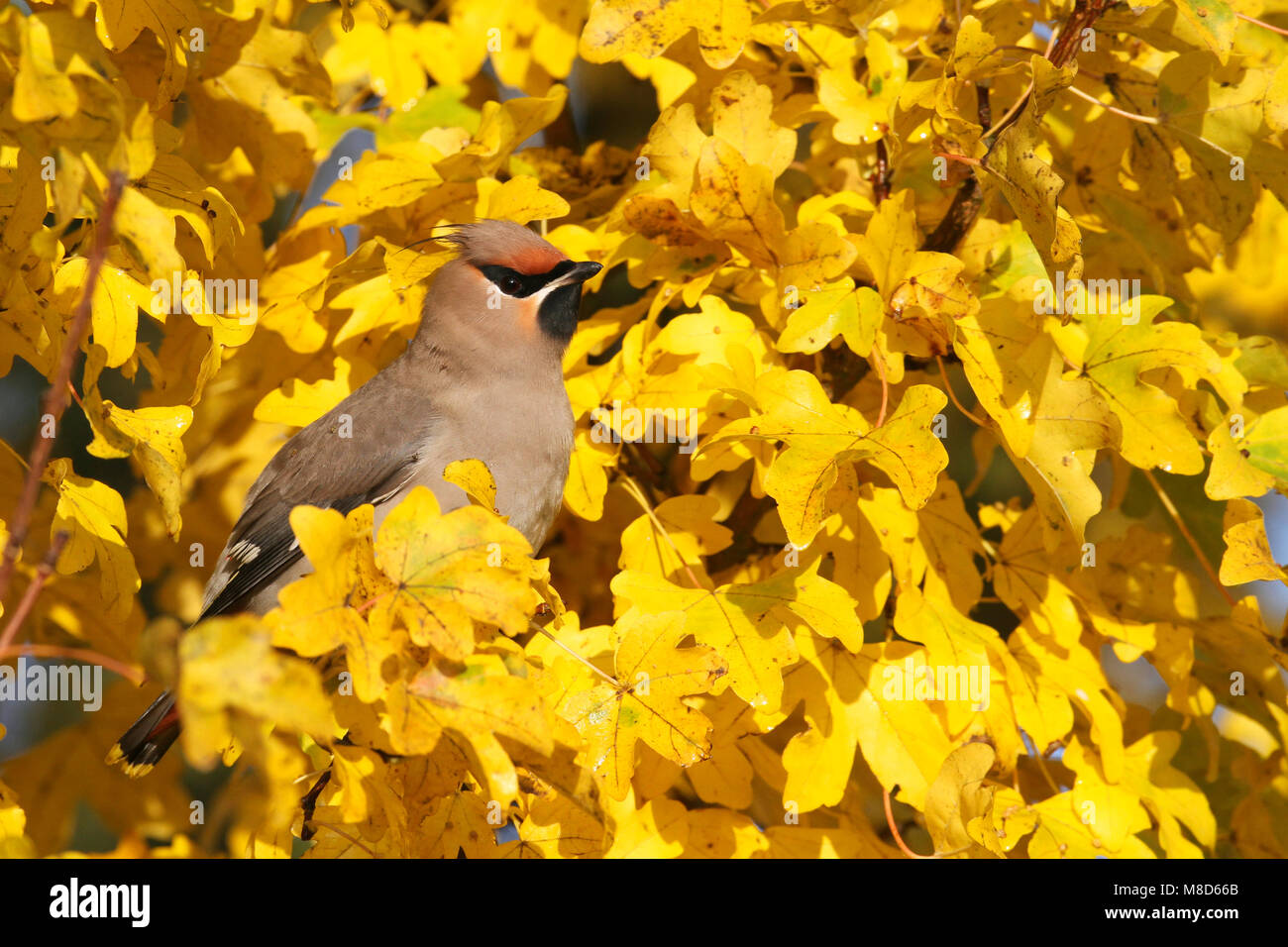 Pestvogel zittend in boom tijdens herfst; Bohemian Waxwing perched in tree during autumn Stock Photo