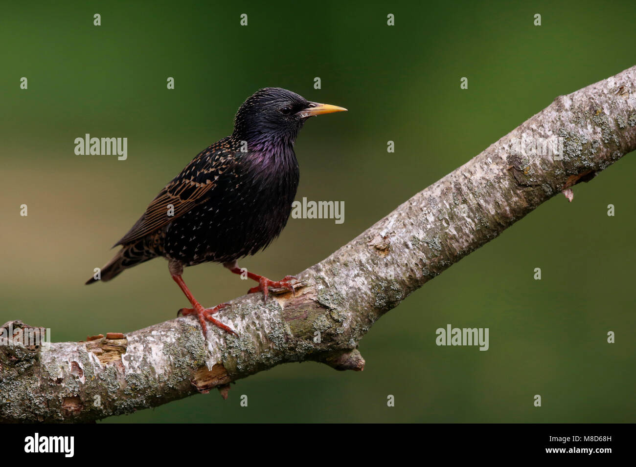 Spreeuw zittend op een tak; Common Starling perched on a branch Stock Photo