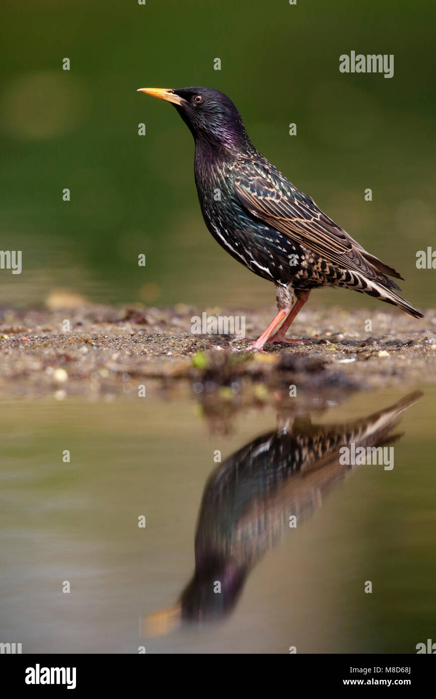 Spreeuw met spiegelbeeld in drinkvijver; Common Starling with reflection in the drinking pool Stock Photo
