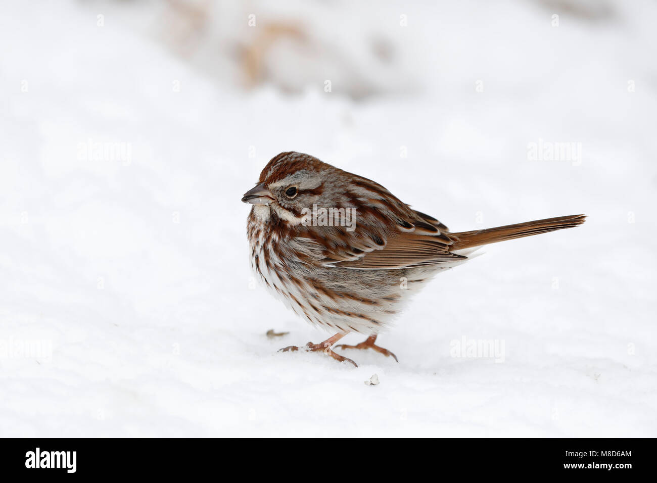 Zanggors zittend in de sneeuw; Song Sparrow (Melospiza melodia) standing on snow Stock Photo