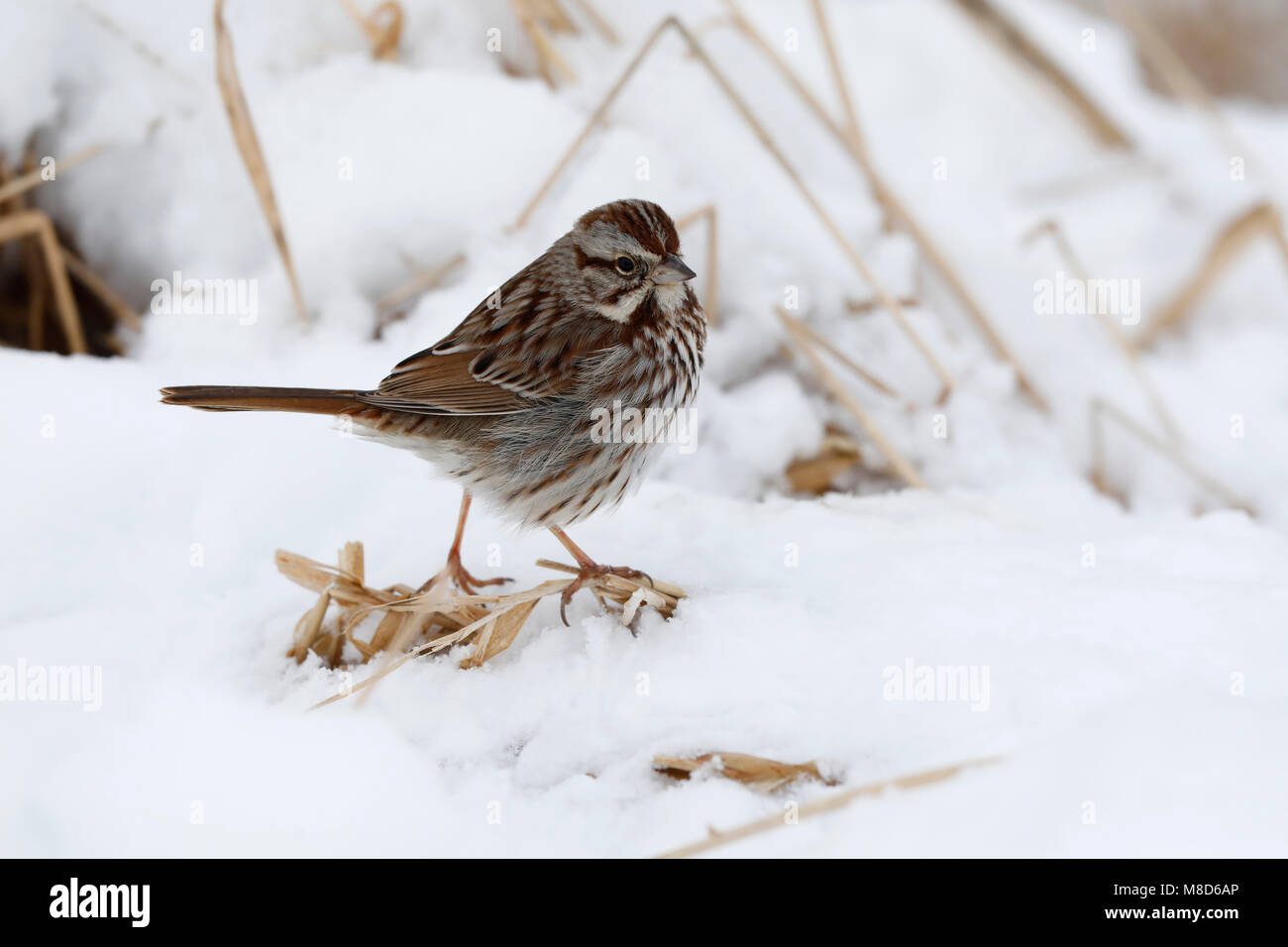 Zanggors zittend in de sneeuw; Song Sparrow (Melospiza melodia) standing on snow Stock Photo