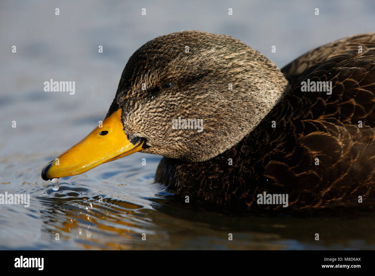 Amerikaanse Zwarte Eend tijdens de winter; American Black Duck (Anas rubripes) during winter Stock Photo