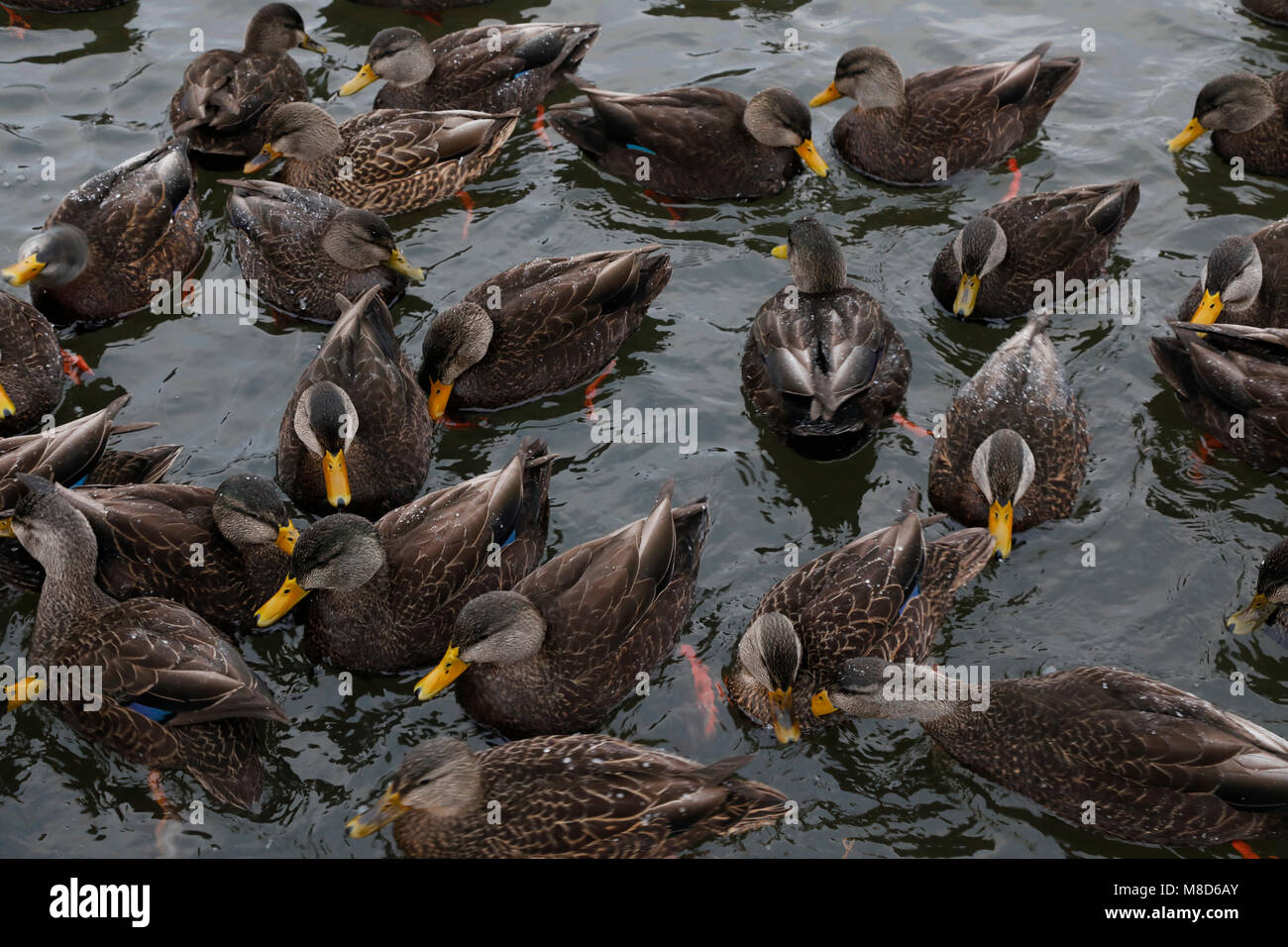Groep Amerikaanse Zwarte Eenden tijdens de winter; Group of American Black Ducks (Anas rubripes) during winter Stock Photo