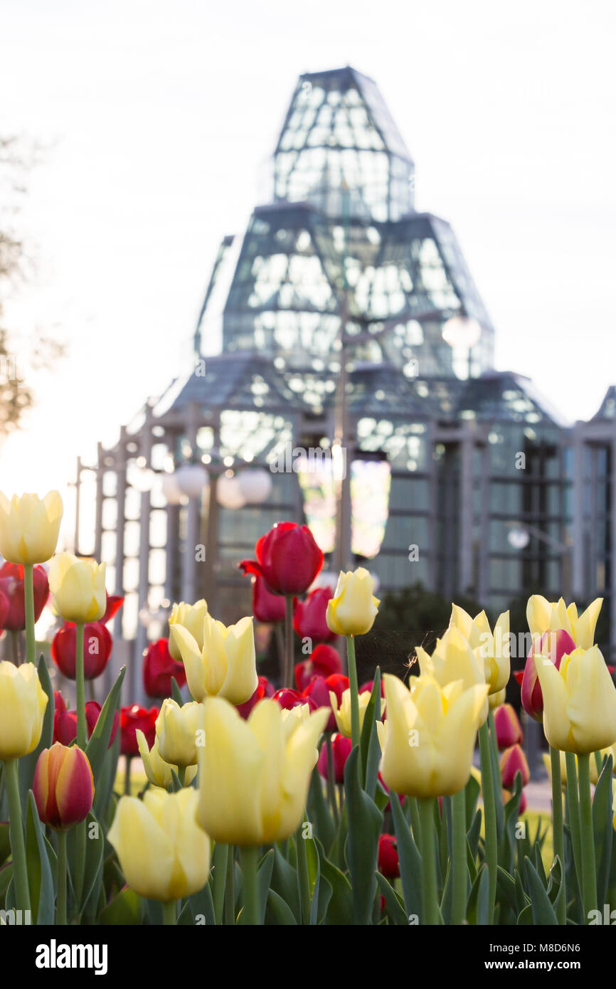 Ottawa, ON, Canada - May 7th 2015: Tulips with the National Gallery of Canada in the background Stock Photo