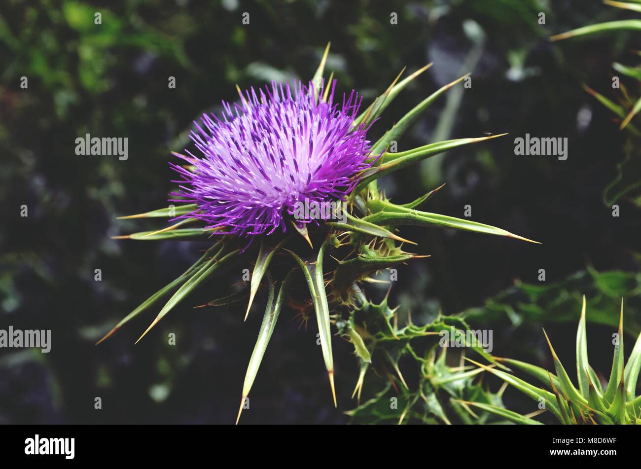 Wild flower Stock Photo