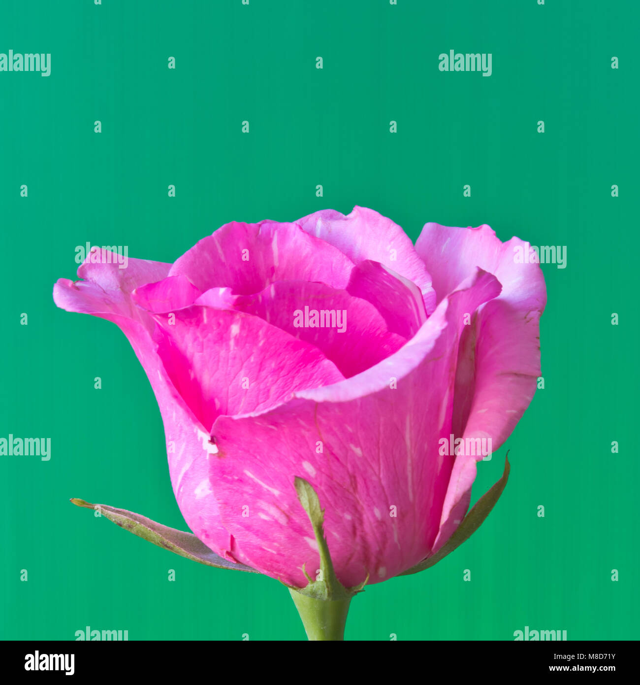 Rose on green background hi-res stock photography and images - Alamy