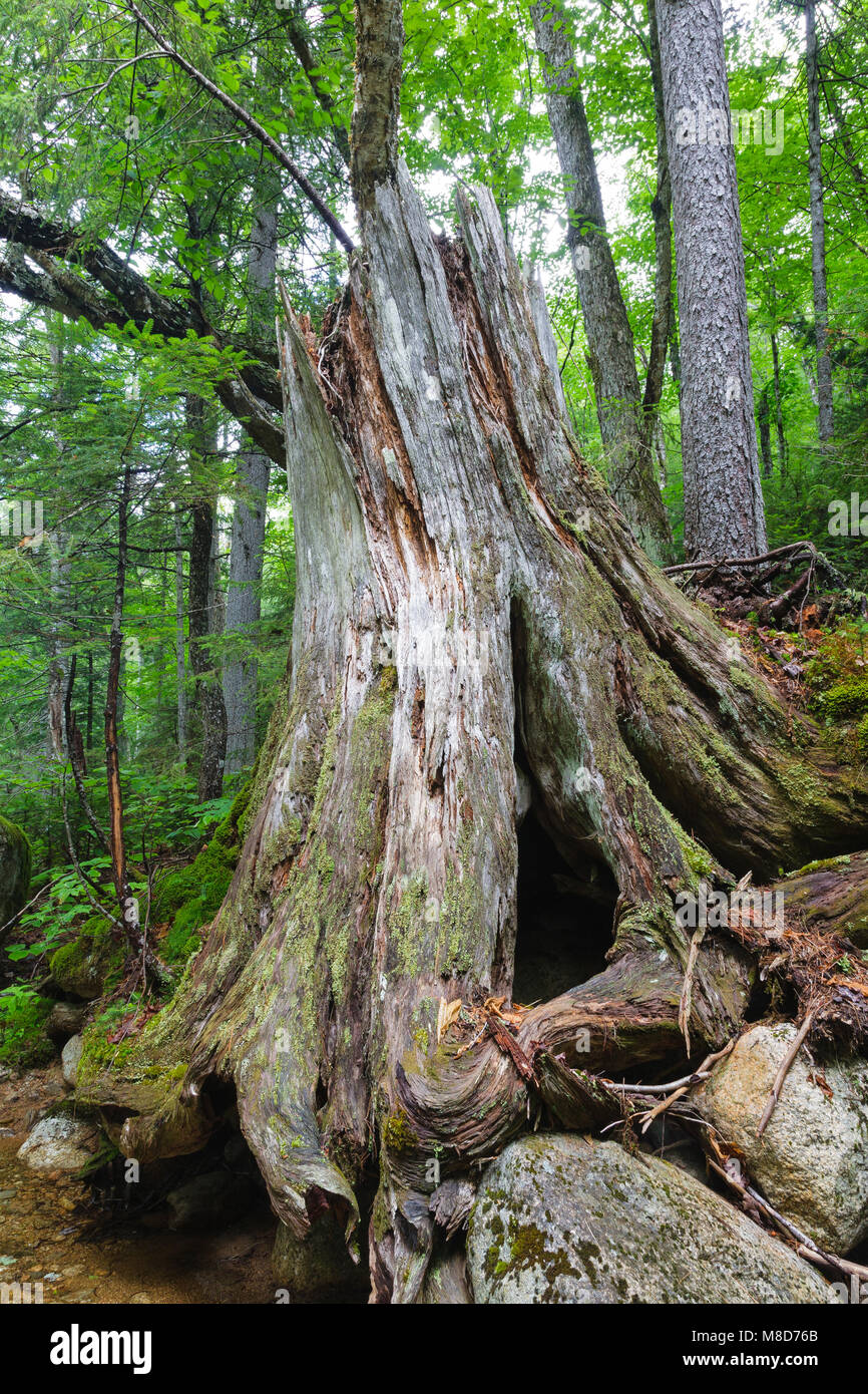 Decaying eastern white pine tree stump in the Pine Brook valley of Lincoln, New Hampshire USA. This area was logged during the East Branch & Lincoln e Stock Photo