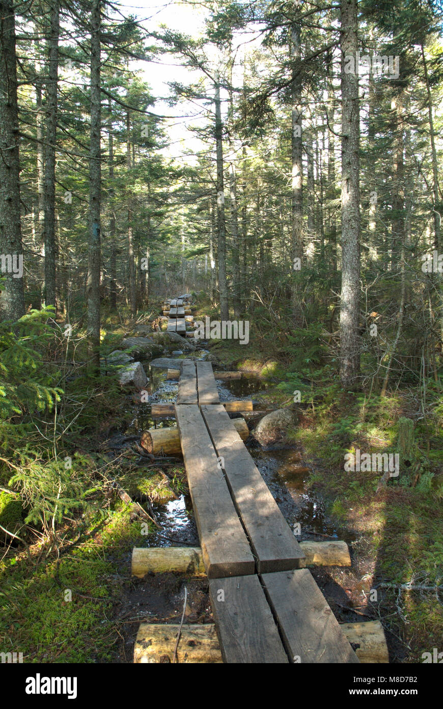 Puncheons (bog bridges) along the Lend A Hand Trail in the White